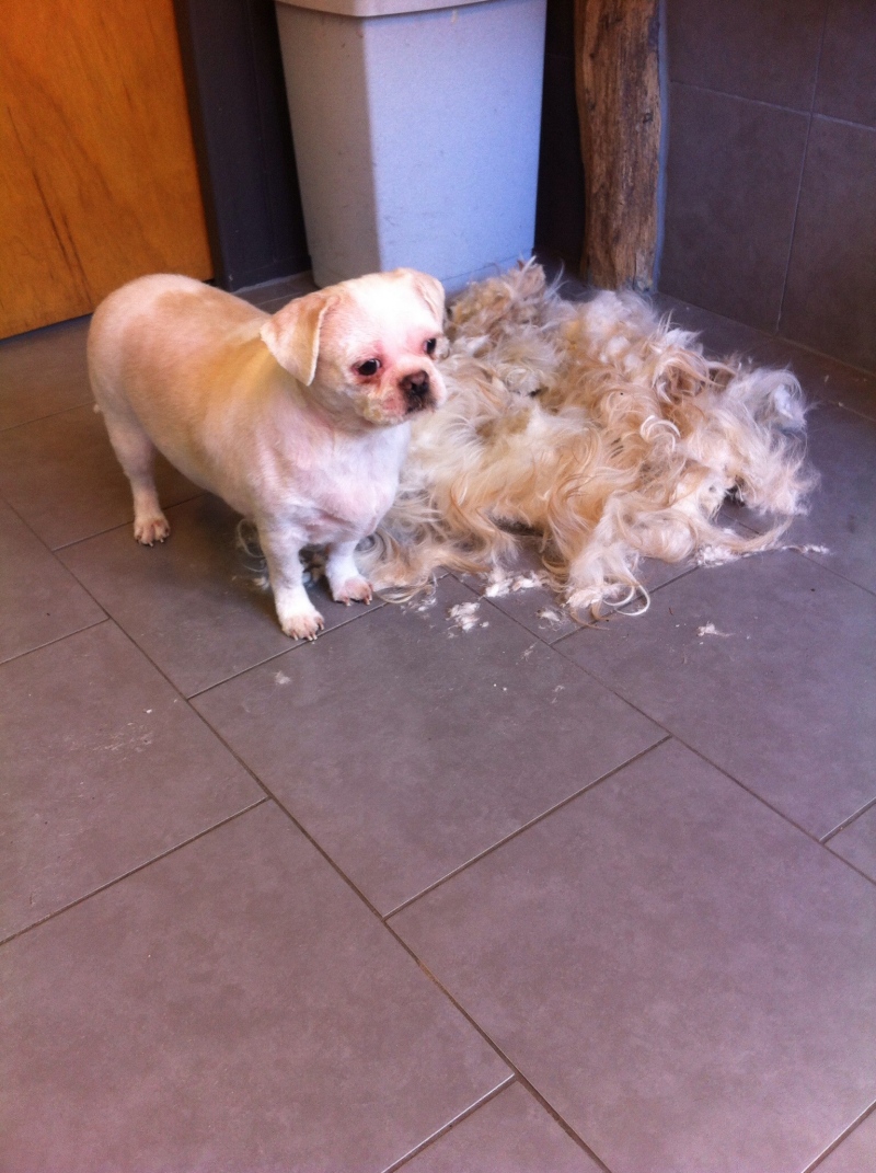 Gizmo na zijn behandeling
